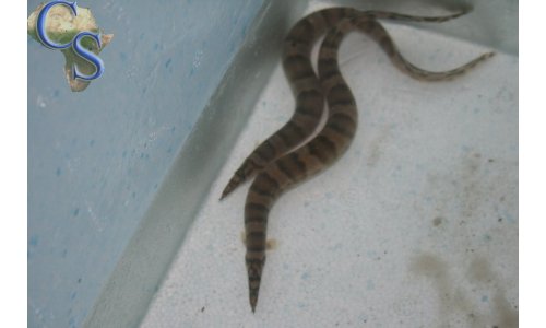 Mastacembelus ellipsifer